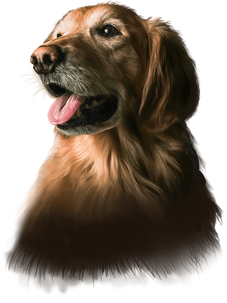 Golden Retriever dog